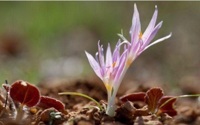 Colchicum autumn: medicinal properties and contraindications