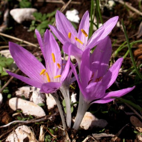 Colchicum bright (cheerful): description, interesting facts