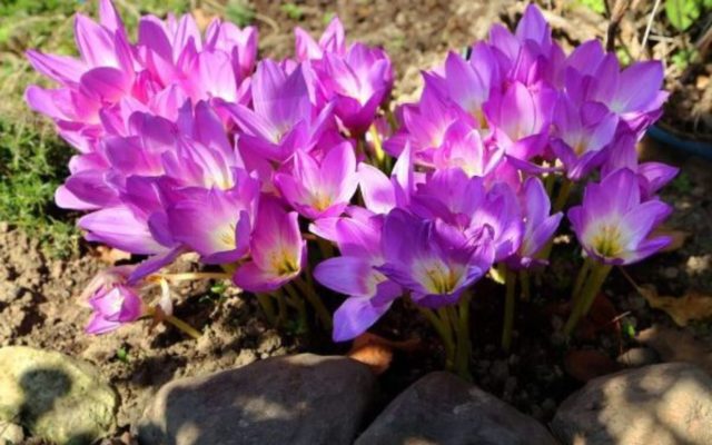 Colchicum bright (cheerful): description, interesting facts