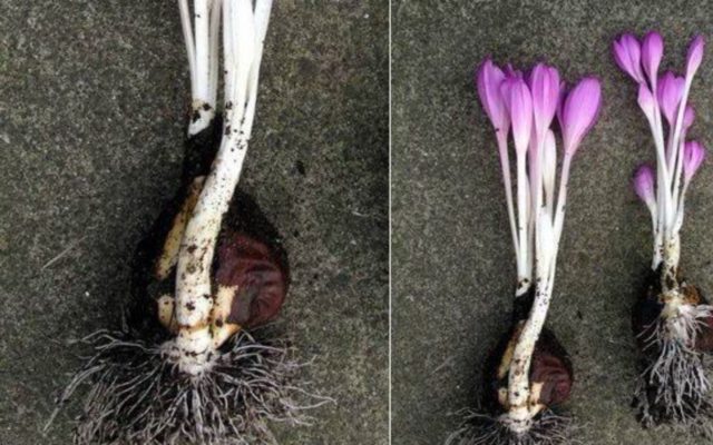 Colchicum bright (cheerful): description, interesting facts