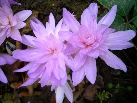 Colchicum bright (cheerful): description, interesting facts