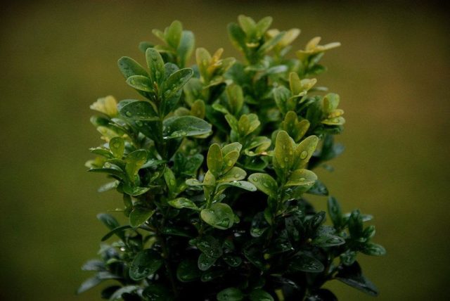 Colchis boxwood: photo, description, growing conditions