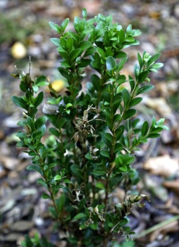 Colchis boxwood: photo, description, growing conditions