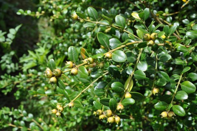 Colchis boxwood: photo, description, growing conditions