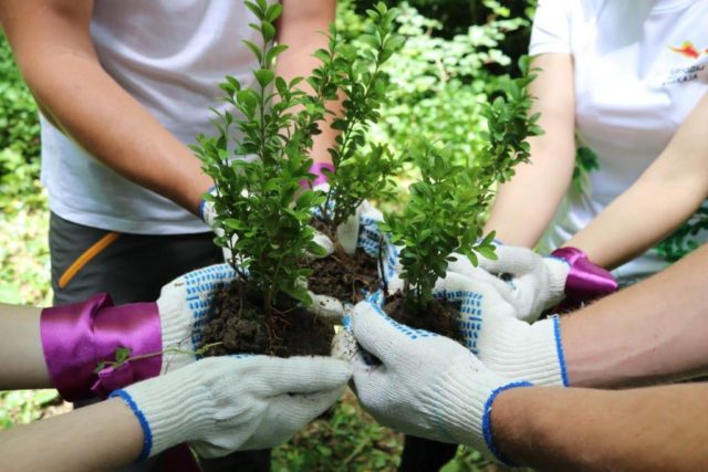 Colchis boxwood: photo, description, growing conditions