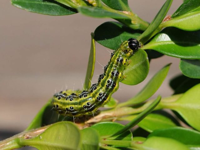 Colchis boxwood: photo, description, growing conditions