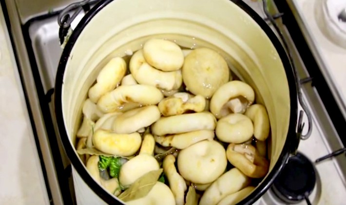 Cold and hot salting of mushrooms with vinegar for the winter