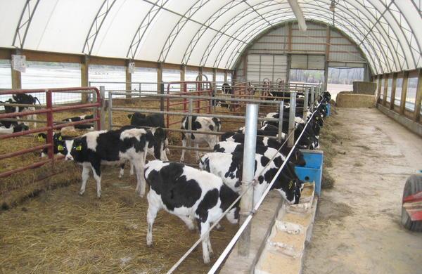 Cold keeping of calves: pros and cons, technology