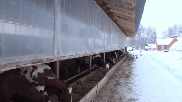 Cold keeping of calves: pros and cons, technology