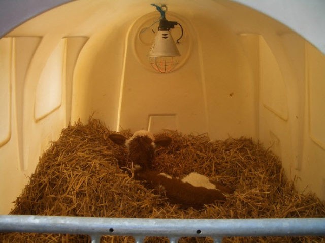 Cold keeping of calves: pros and cons, technology