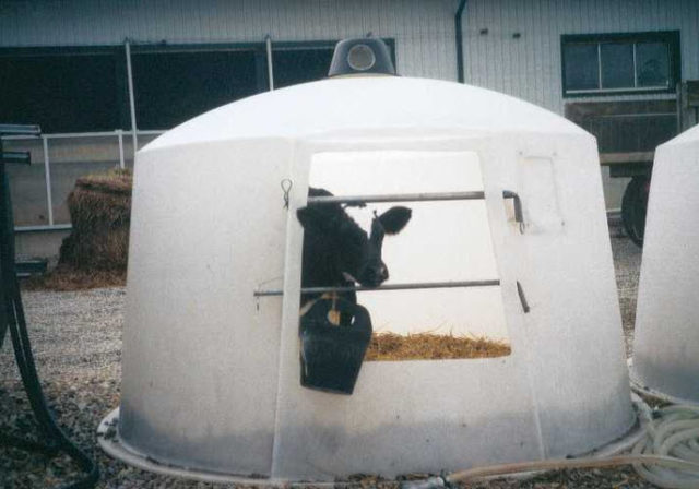 Cold keeping of calves: pros and cons, technology