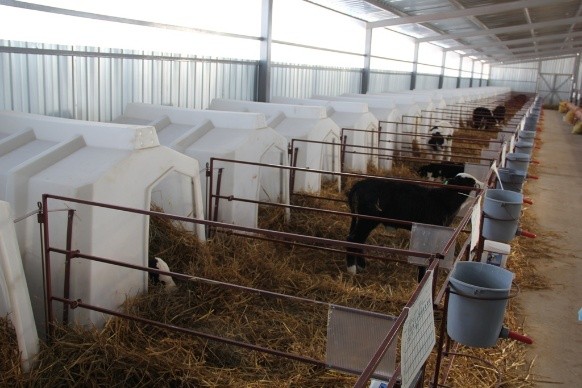 Cold keeping of calves: pros and cons, technology