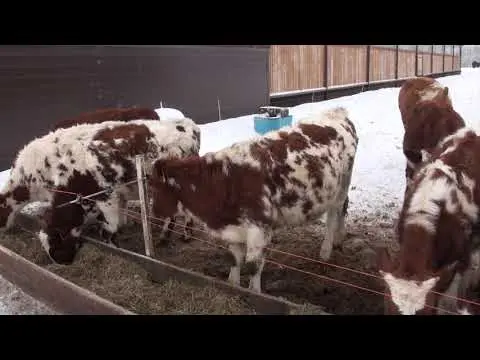 Cold keeping of calves: pros and cons, technology