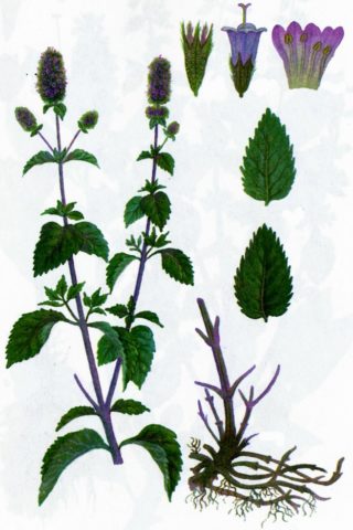 Cold peppermint (English): photo, reviews, description