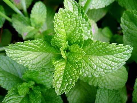 Cold peppermint (English): photo, reviews, description