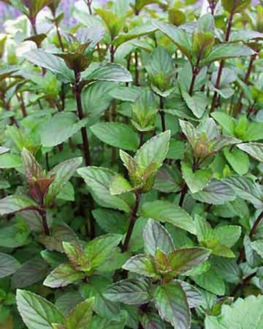 Cold peppermint (English): photo, reviews, description