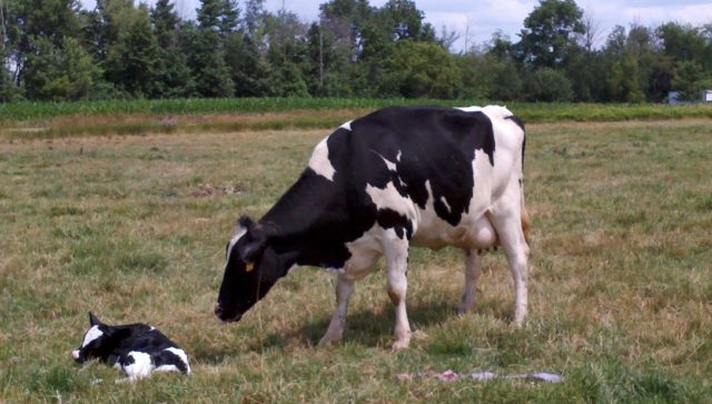 Colibacillosis in cattle (escherichiosis): treatment and prevention