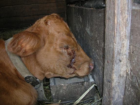 Colibacillosis in cattle (escherichiosis): treatment and prevention