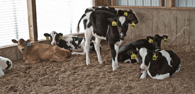 Colibacillosis in cattle (escherichiosis): treatment and prevention