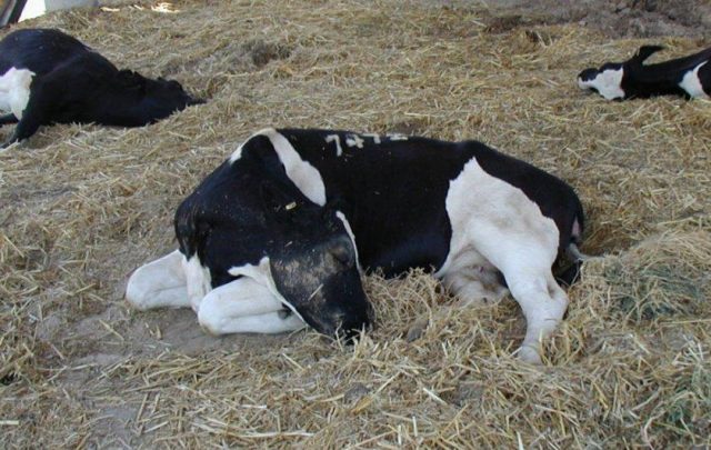 Colic in calves and cattle