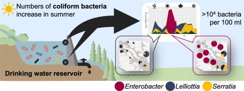 Coliform bacteria and cyanobacteria bloom in popular water bodies