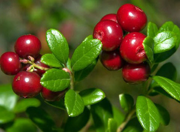 Collecting lingonberries for treatment and raising immunity