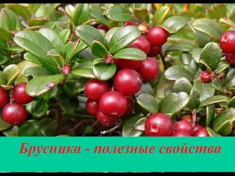 Collecting lingonberries for treatment and raising immunity