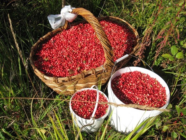 Collecting lingonberries for treatment and raising immunity