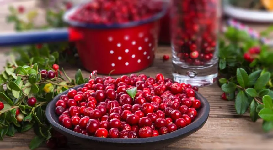 Collecting lingonberries for treatment and raising immunity