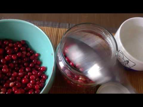 Collecting lingonberries for treatment and raising immunity