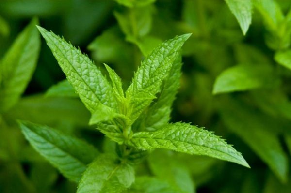 Collection of mint herbs: how to harvest and store