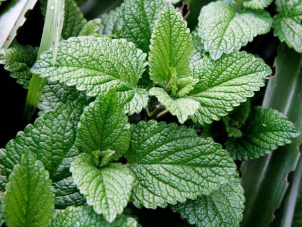 Collection of mint herbs: how to harvest and store