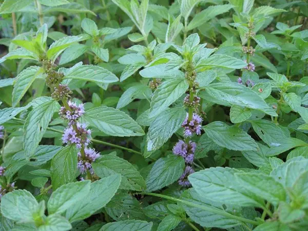 Collection of mint herbs: how to harvest and store