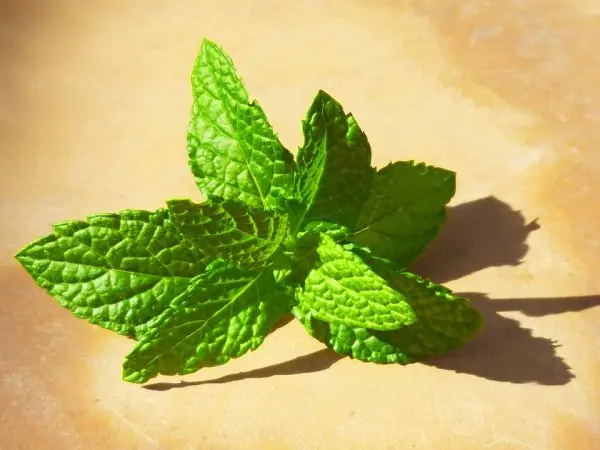 Collection of mint herbs: how to harvest and store