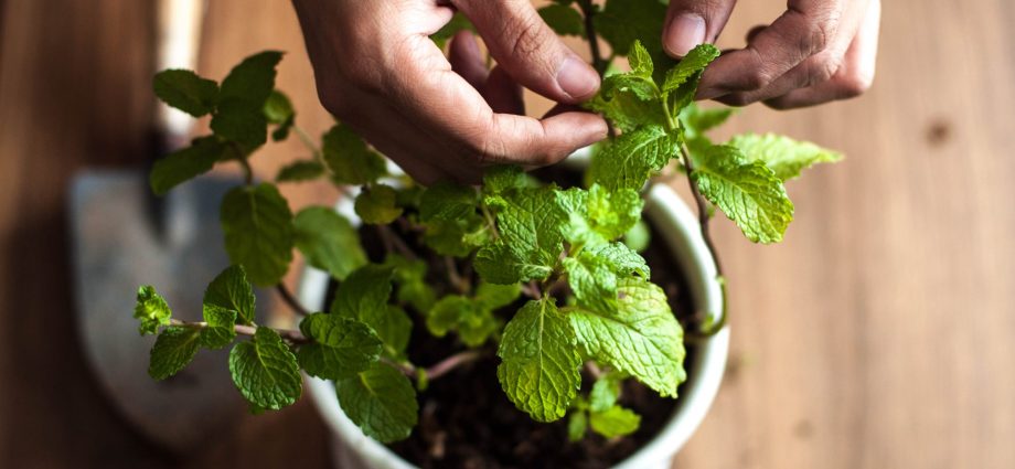 Collection of mint herbs: how to harvest and store