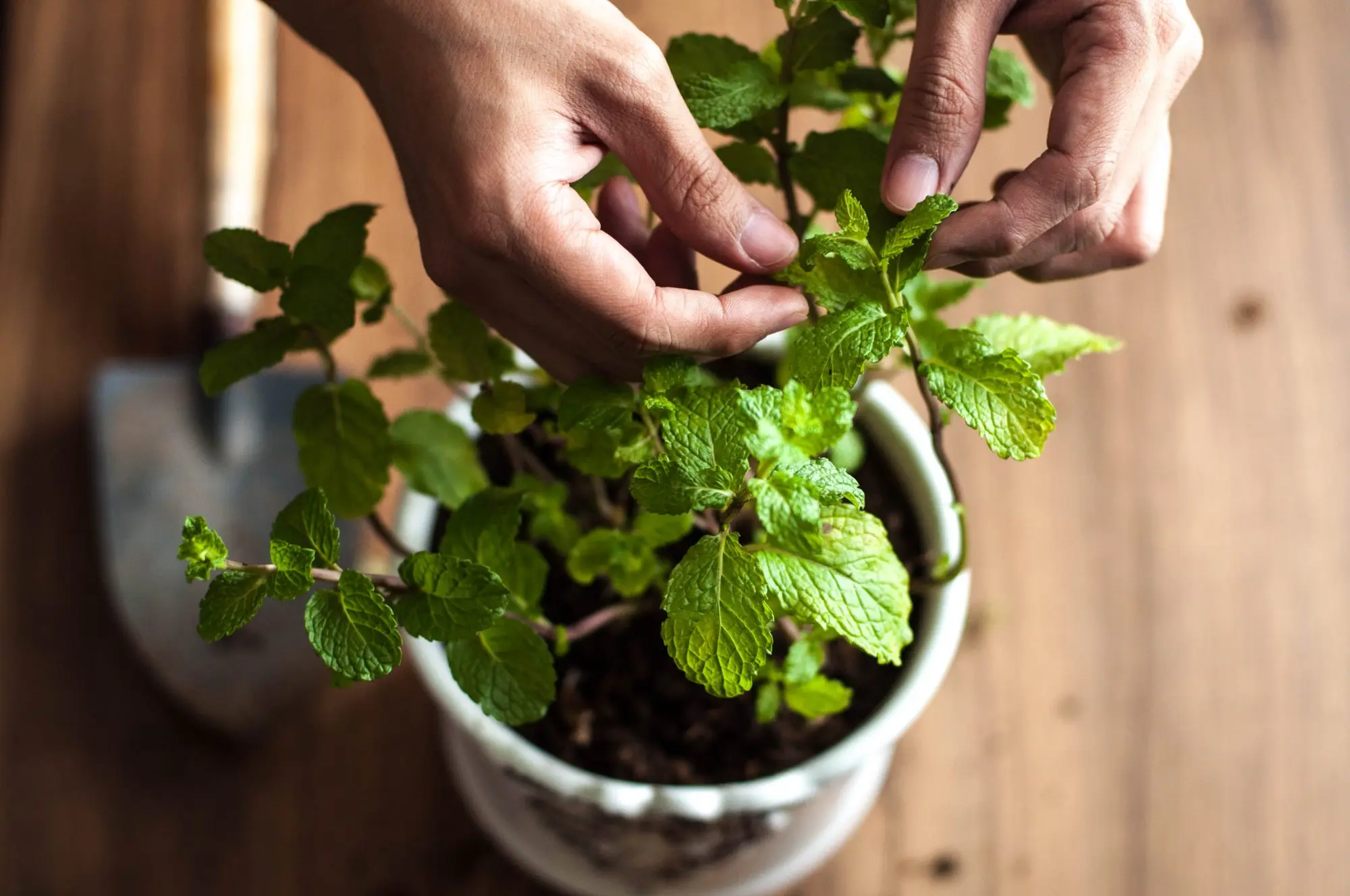 Collection of mint herbs: how to harvest and store