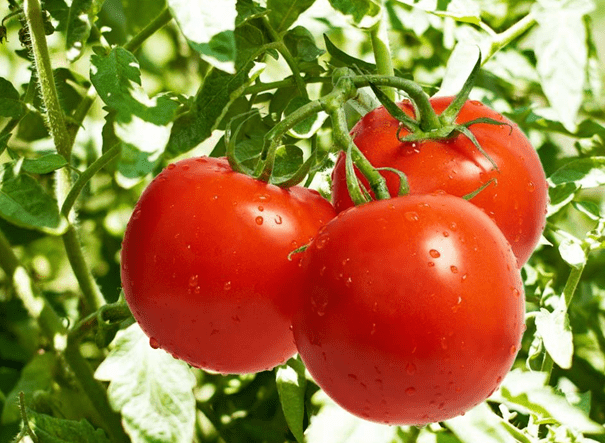 Collective Farm Tomatoes: variety description, photos, reviews