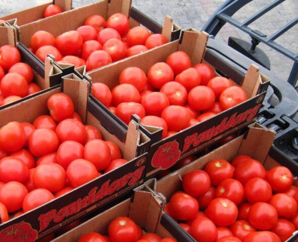 Collective Farm Tomatoes: variety description, photos, reviews