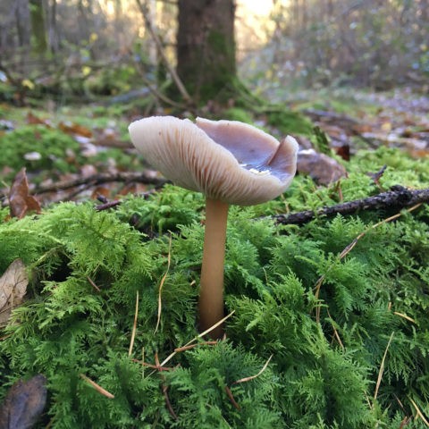 Collibia Azema (Gymnopus Azema): photo and description