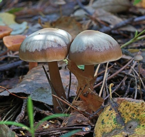 Collibia Azema (Gymnopus Azema): photo and description