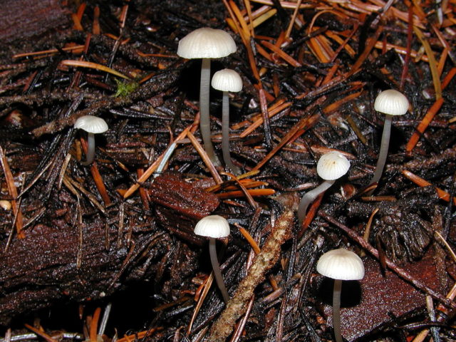 Collibia tuberous (tuberous, Gymnopus tuberous): photo and description