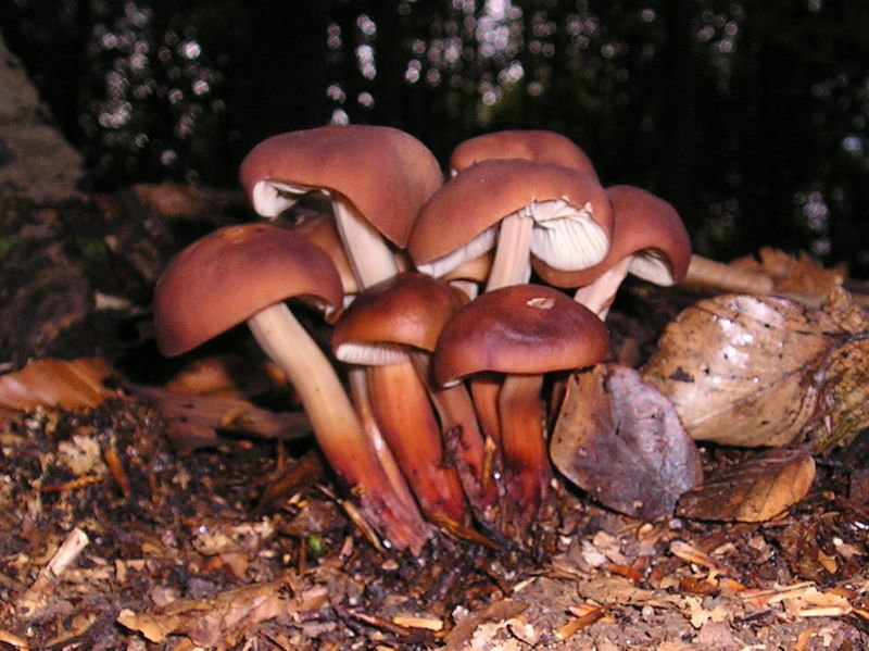 Collybia spindle-footed (Gymnopus fusipes) photo and description