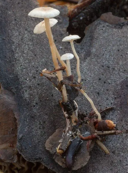 Collybia tuberosa photo and description