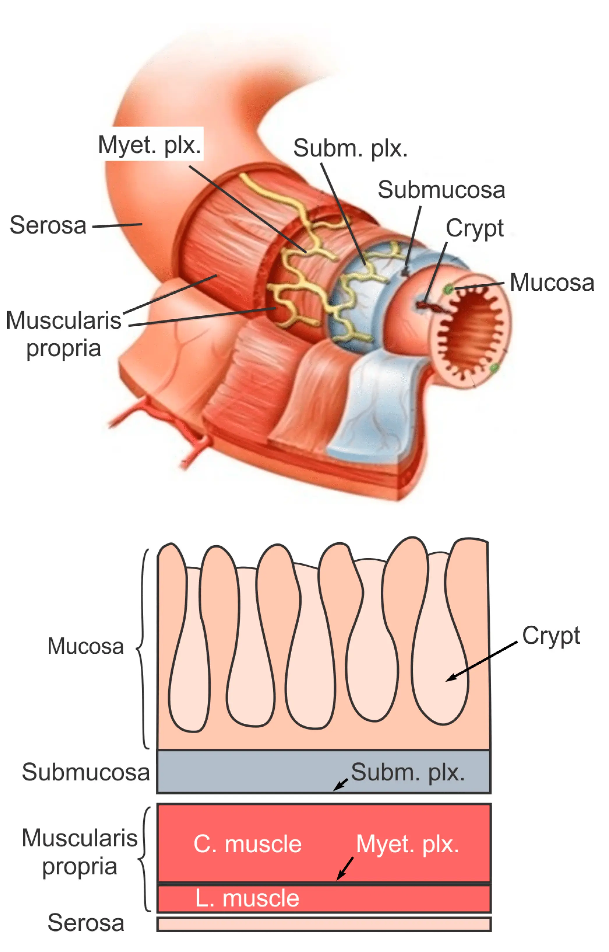 Colon &#8211; functions, structure. What is colon pain characterized by?