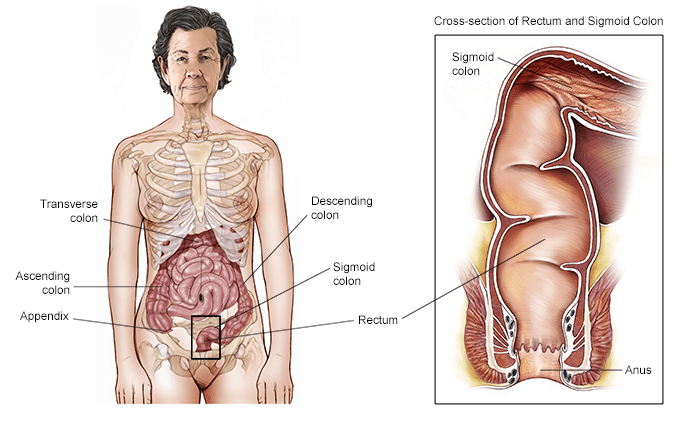 Colonoscopy &#8211; the best method to detect a cancer of the digestive system. What is conducive to cancer?