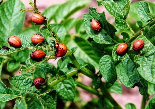 Colorado potato beetle: fighting it 