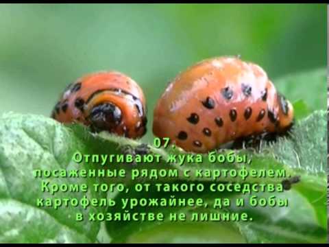 Colorado potato beetle: fighting it 