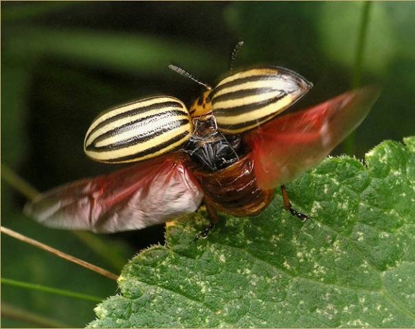 Colorado potato beetle: fighting it 