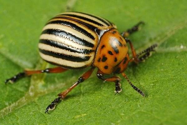 Colorado potato beetle: fighting it 