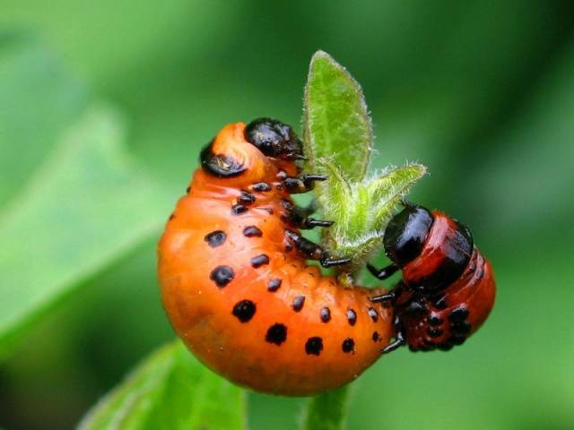 Colorado potato beetle: fighting it 